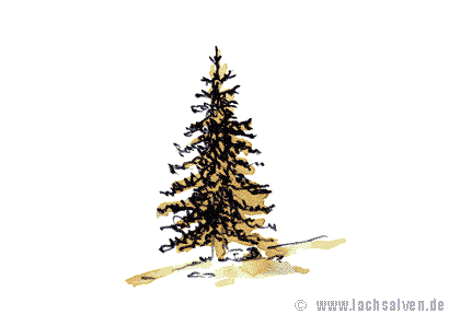 Baum
