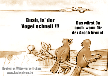 Witzbild: Vögel Flugzeug